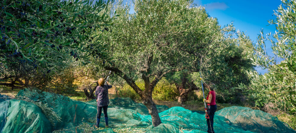 Fresh olives harvesting from women agriculturalists  in an olive field in Crete, Greece